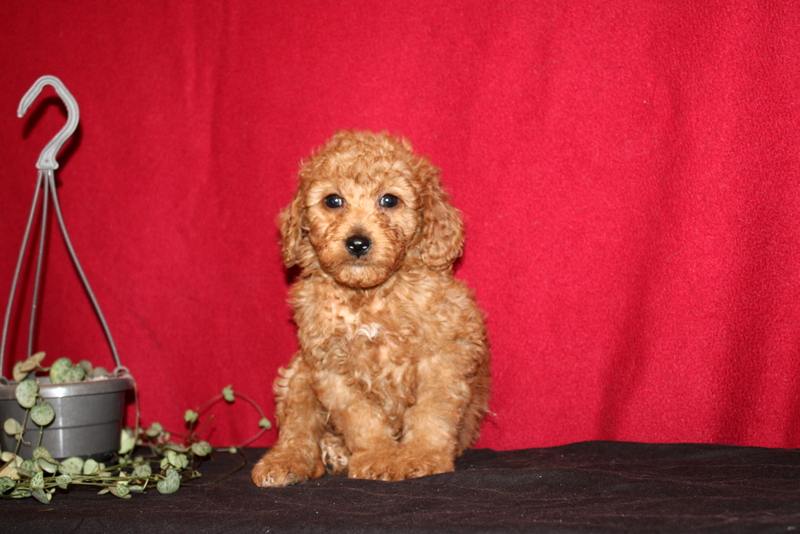puppy, for, sale, Mini Golden Doodle F1B, Matthew B. Stoltzfus, dog, breeder, Gap, PA, dog-breeder, puppy-for-sale, forsale, nearby, find, puppyfind, locator, puppylocator, aca